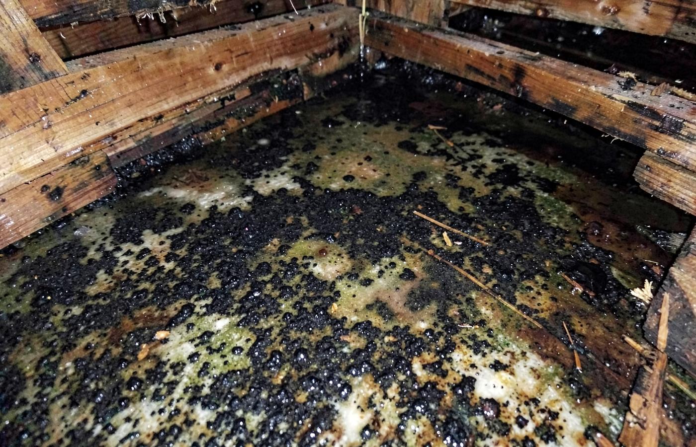Damp crawl space framing with dark surface growth and water staining